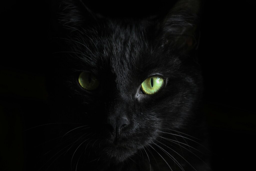 Gato Preto - Foto de Hannah Troupe na Unsplash