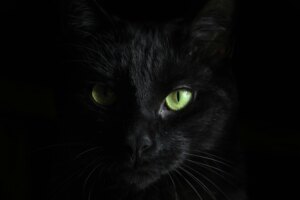 Gato Preto - Foto de Hannah Troupe na Unsplash