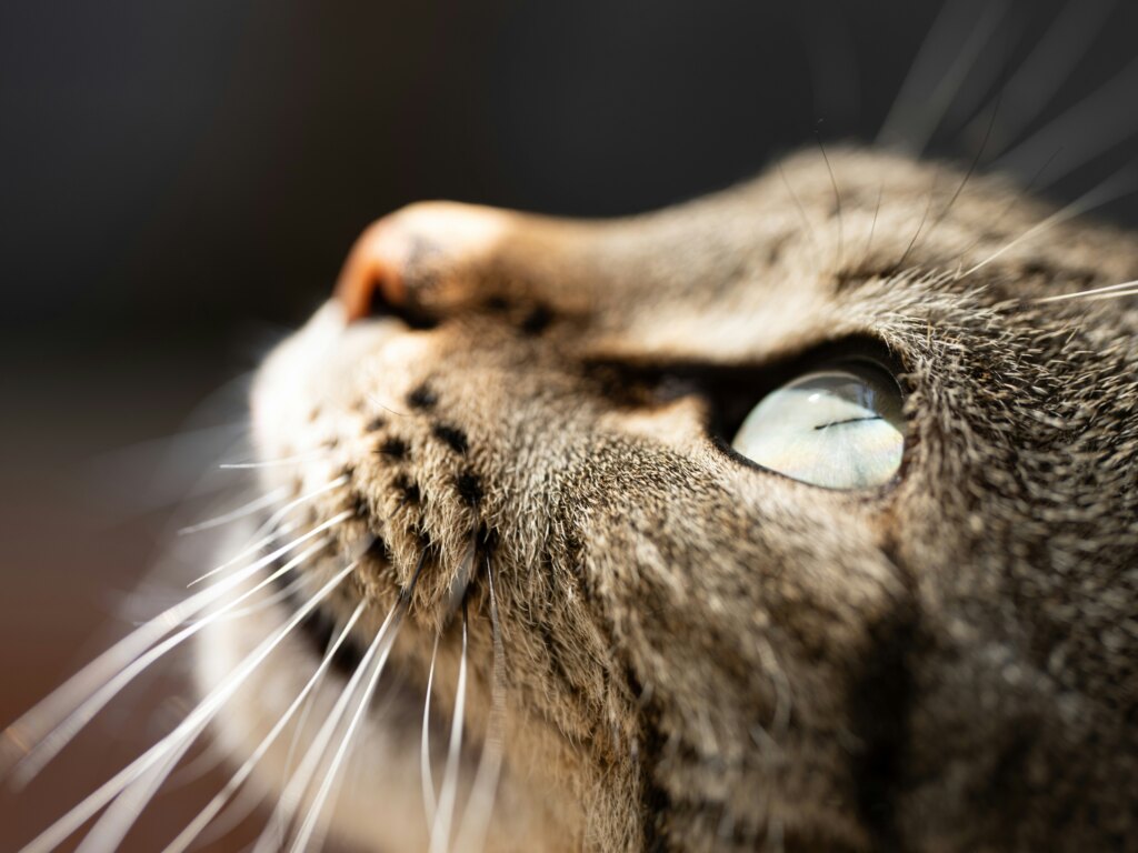 Olhos de gatos - Foto de Mario Spencer na Unsplash